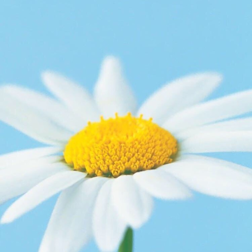 Meet your Posher, Cori